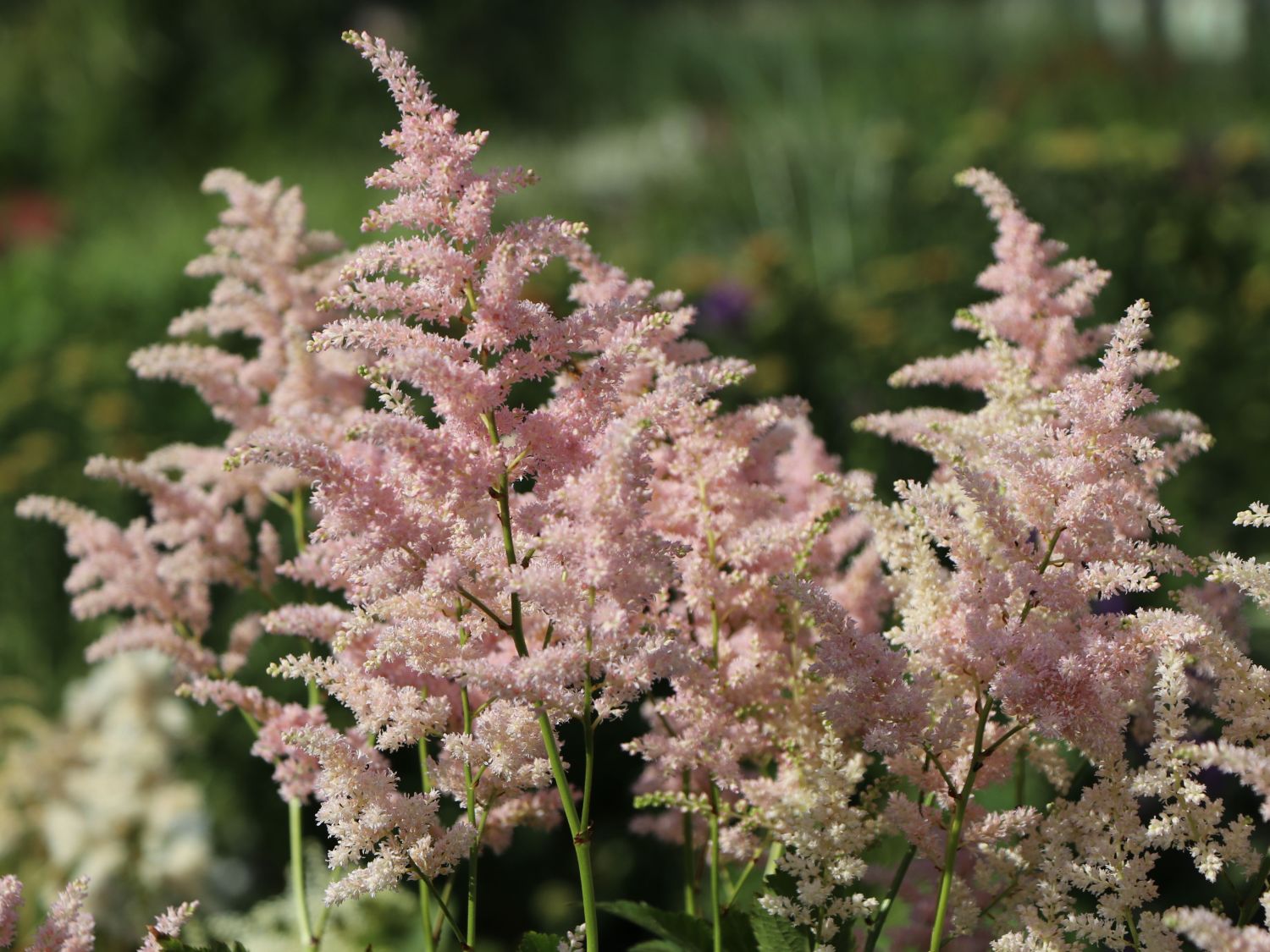 Astilbe japonica 'Europa'